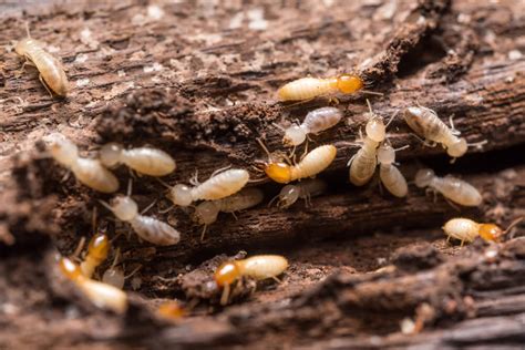 ¿Necesito protección contra termitas en Florida?